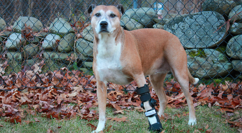 Dog Front Leg Injury
