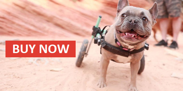 French Bulldog Wheelchair buy now