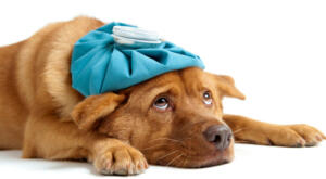 A dog sick with Coranavirus Covid-19