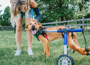 Albert from Lucky Dawg Rescue enjoys wheelchair time with foster