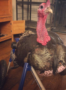 handicapped turkey wheelchair
