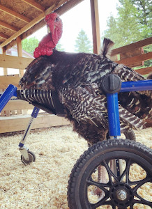 Four wheel wheelchair for turkey
