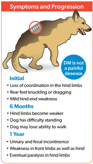Symptoms and progression of DM in dogs