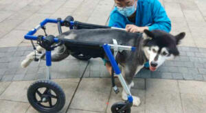 Paralyzed rescue dog in China