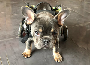 A French bulldog puppy uses a dog wheelchair