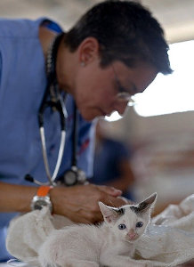 Kitten vaccination at Vets
