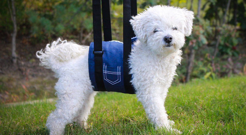 support pet sling for post-op recovery