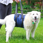 Support sling for pet's after surgery