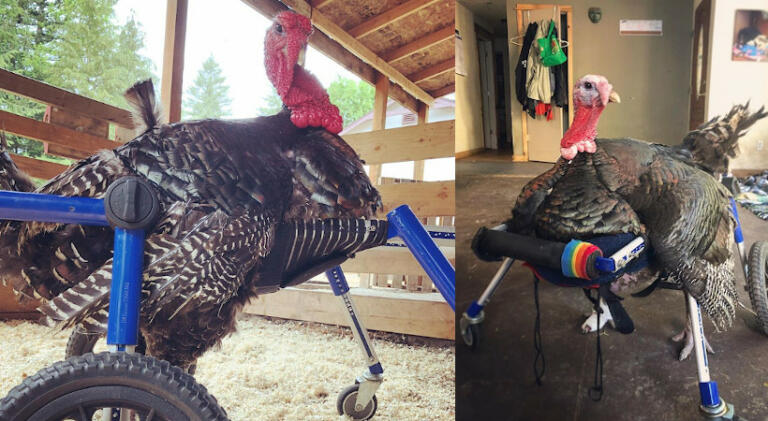 Turkey wheelchair for disabled turkey