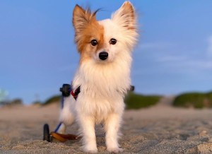 Mini wheelchair dog plays on the beach