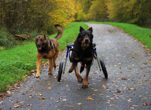 wheelchair dog running
