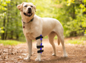 Golden Retriever wears canine elbow brace for injured leg