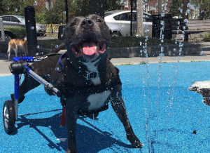 special needs dog enjoys life and improves our mental health