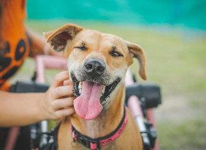 disabled dog lives happy life
