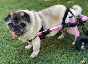 Dog wheelchair for paralyzed pug