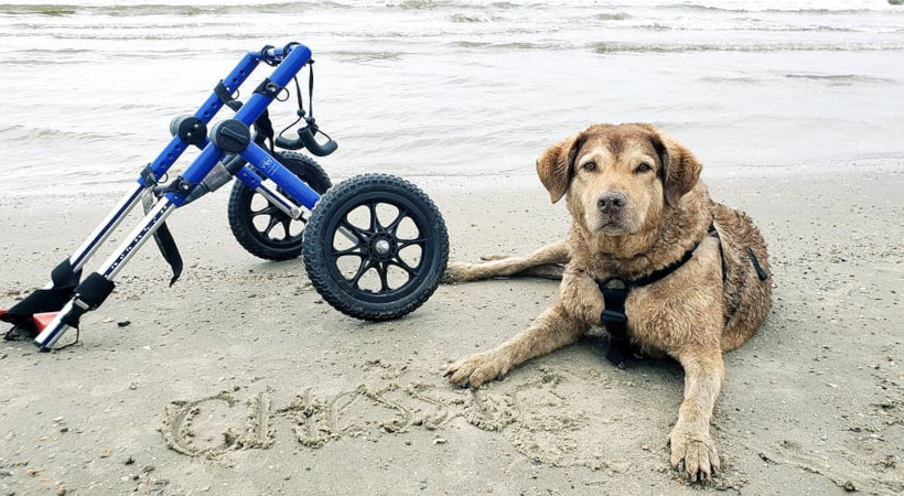 Shessie a senior disable dog resting on the beach with his Walkin' Wheels of the the side