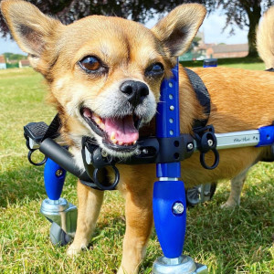 Full support dog wheelchair for balance issues