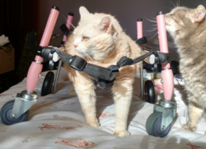 Silla de ruedas para gatos de cuatro ruedas