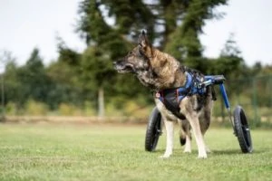 German Shepherd dog wheelchair for exercise