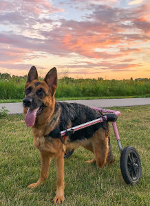 Dog wheelchair for severe hip dysplasia