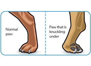 Paw Knuckling in Senior Dogs