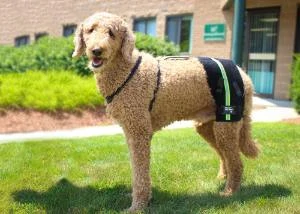 Golden Doodle with hip dysplasia wears Hip-EEZ dog hip brace