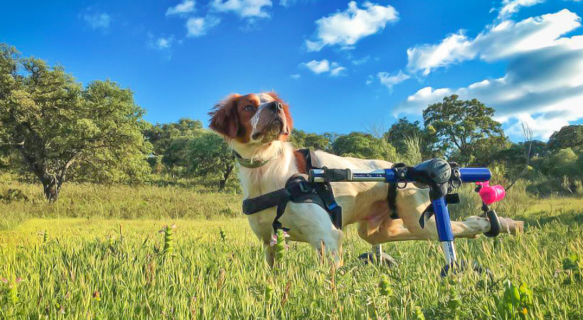 Ursodante, a paralyzed Brittney Spanieal in his Walkin' Wheels poised in a green field