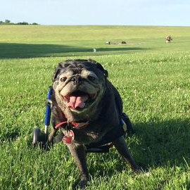 Pug in dog wheelchair goes for a walk