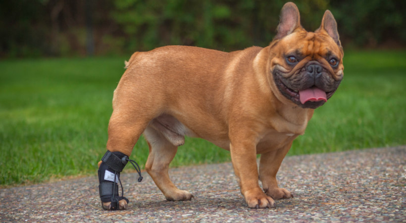 Bane the bulldog in rear no-knuckling training sock
