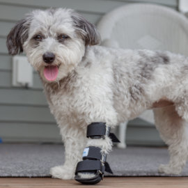 Small dog wears a splint on front leg