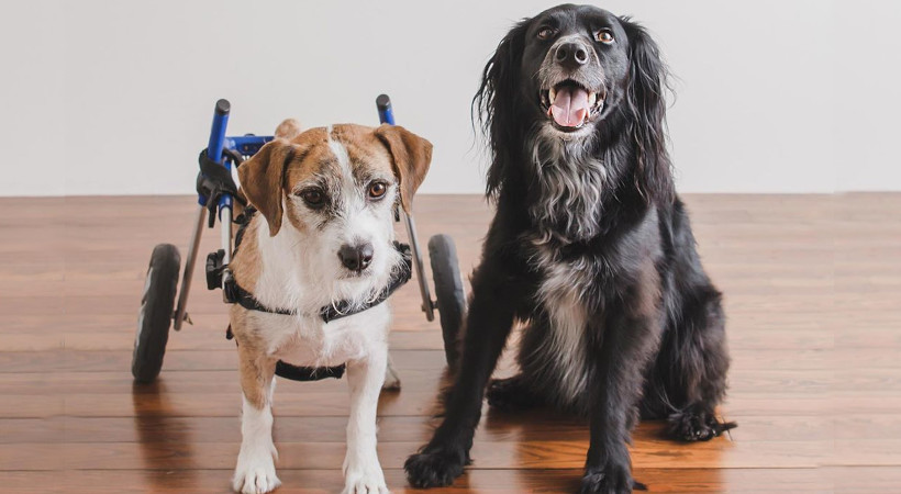 Jack Russel Terrier in a wheel chair with his buddy