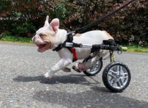 disabled dog running in cart