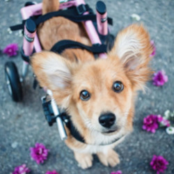 Lindo cachorro de orejas grandes Suki en sus pequeñas ruedas rosadas para caminar