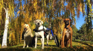 wheelchair for paralyzed boxer with 2 dog-friends enjoying a fall day