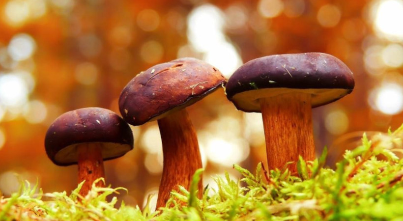 3 mushrooms growing in a forest