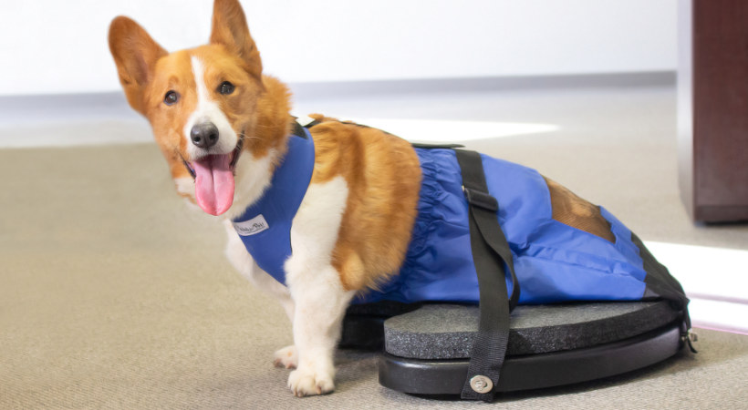 A corgi in his Indoor mobility scooter for pets