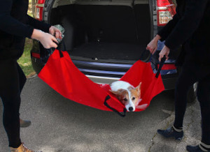 A pet stretcher showing a dog being lifted to the back of a van