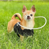 Blind dog halo for dogs with vision loss is an aid for Abraham, a chihuahua