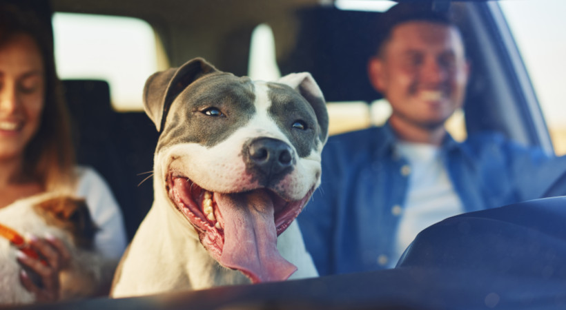 stock image of a pittie happy to be traveling with pet parents in a car