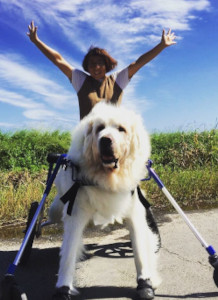 quad dog wheelchair for large dog