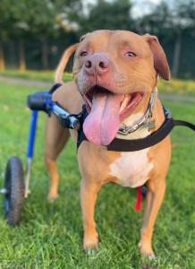Wheelchair to help pet recover from surgery