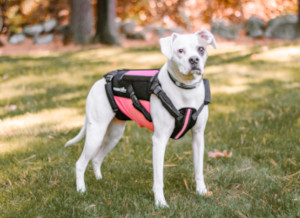 Canine back support system for dog back pain