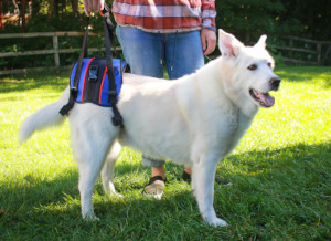 Large whit shepherd in his grassy backyard getting a lift from her harness
