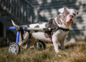 wheelchair for handicapped dog