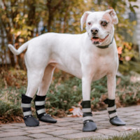 Roxy in her pet boots for senior dog