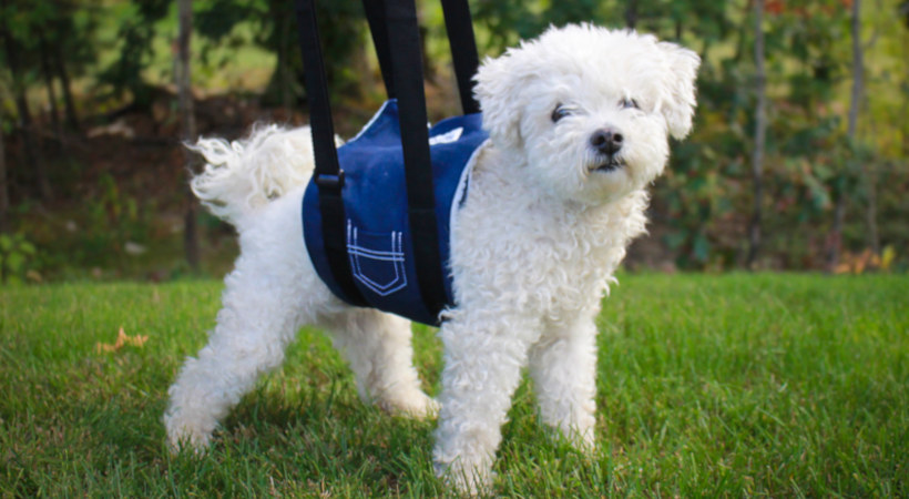 Support Sling mobility aid for dogs modeled by Cooper a poodle mix