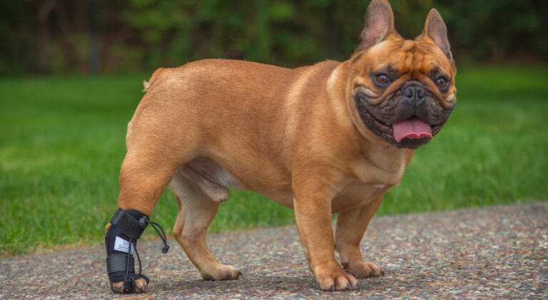 No Knuckling product for dragging paws modeled by French Bulldog