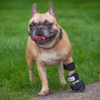 Chloe the French Bulldog in a dog front leg brace