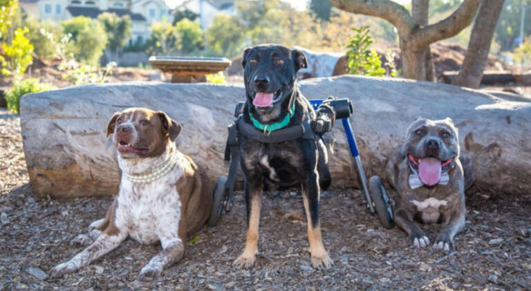 three dogs resting after a walk. One dog in his Walkin' Wheels