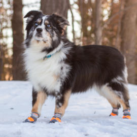 Dog wears boots in snow